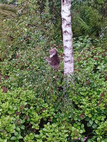 Ein Koala sitzt in einem Baum, umgeben von üppigem grünen Laub und dichter Vegetation. Die Szene wirkt friedlich und natürlich, eine Mischung aus Wildtieren und Grün.