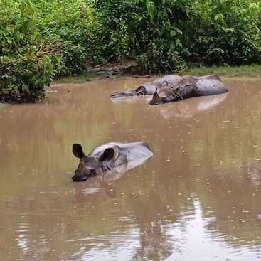 Deux rhinocéros sont partiellement immergés et se détendent dans une mare boueuse, entourés de buissons et d'arbres verts, profitant d'une pause rafraîchissante dans la nature.