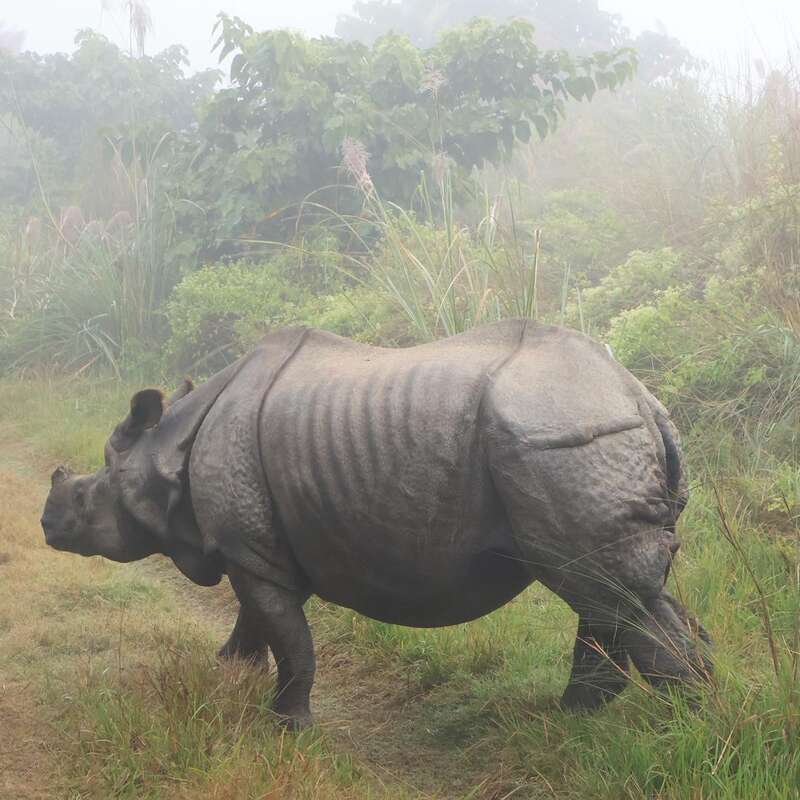 Un gran rinoceronte de un cuerno se yergue entre la hierba alta, rodeado de una vegetación verde y exuberante y un aire brumoso, creando una escena de vida salvaje serena y natural.
