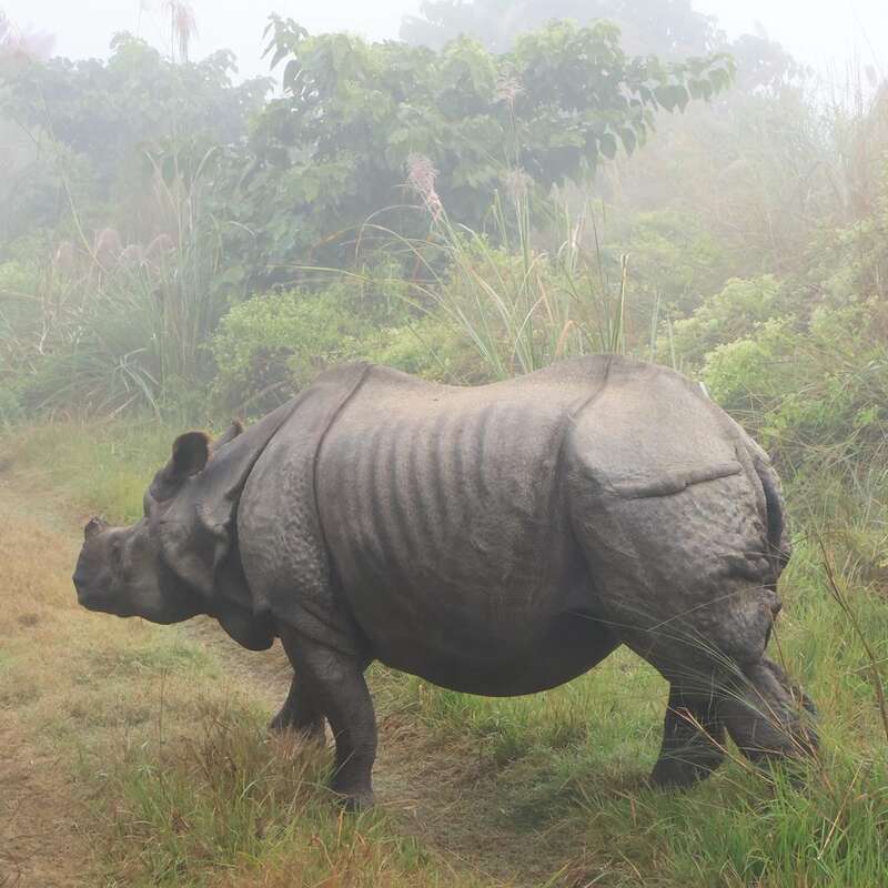 Un gran rinoceronte de un cuerno se yergue entre la hierba alta, rodeado de una vegetación verde y exuberante y un aire brumoso, creando una escena de vida salvaje serena y natural.