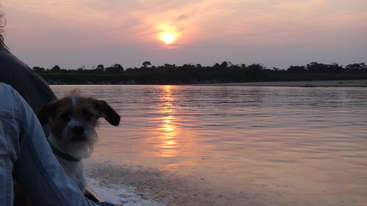 A imagem retrata uma cena serena de um cão, provavelmente um golden retriever, parado em uma praia, olhando diretamente para a câmera com a boca aberta, transmitindo uma sensação de empolgação ou entusiasmo.