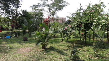 A imagem mostra um ambiente externo sereno, com uma variedade de árvores e plantas, com uma árvore proeminente no centro, cercada por uma paisagem verde exuberante.