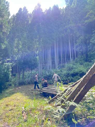 Sunlight filters through tall pine trees on a forested hillside. Two people walk near stacked logs and a wooden structure, surrounded by lush green vegetation.