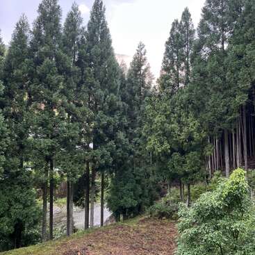 Hohe immergrüne Bäume bevölkern dicht einen üppigen, grünen Wald. Das Sonnenlicht fällt durch die Baumkronen. Der Waldboden ist mit Moos und kleinen Pflanzen bedeckt. Friedliche Atmosphäre.