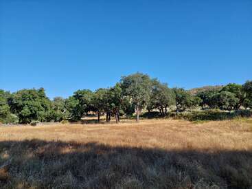 Uma paisagem serena com grama dourada e seca em primeiro plano, árvores verdes espalhadas e um céu azul claro no alto. As colinas e as sombras acrescentam profundidade e tranquilidade.