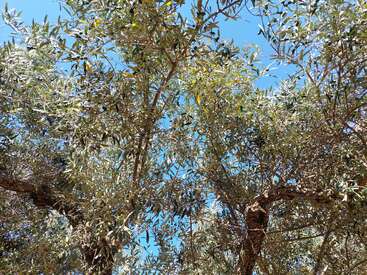 A luz do sol é filtrada pelas folhas densas e verde-prateadas dos galhos das oliveiras, em um céu azul brilhante, criando uma atmosfera pacífica e mediterrânea de verão.