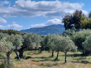 Um exuberante bosque de oliveiras se estende pelo primeiro plano, com árvores altas e verdes e grama selvagem, em meio a colinas distantes e uma vila sob um céu claro.