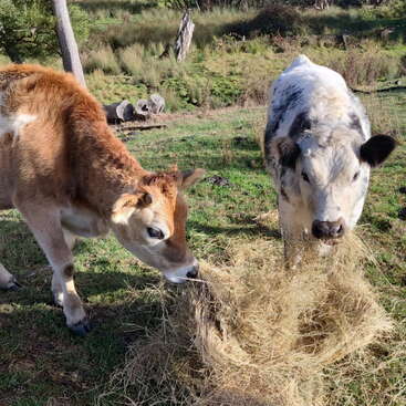 Zwei Kühe stehen auf einer grasbewachsenen Wiese und fressen gemeinsam Heu. Das Sonnenlicht scheint auf ihr Fell, während Bäume und Sträucher die friedliche ländliche Kulisse füllen.