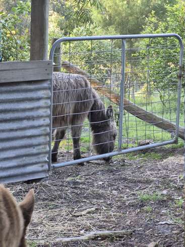 Ein pelziges Tier grast in der Nähe eines Metalltores in einem rustikalen Außengehege, das von Grün umgeben ist. Im Vordergrund ist das Ohr eines anderen Tieres zu sehen. Friedliche Bauernhofszene.