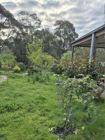 Ein üppiger grüner Garten mit verschiedenen Bäumen und Pflanzen. Auf der rechten Seite befindet sich eine überdachte Terrasse unter einem bewölkten Himmel, umgeben von hohen Waldbäumen. Eine friedliche Szene.