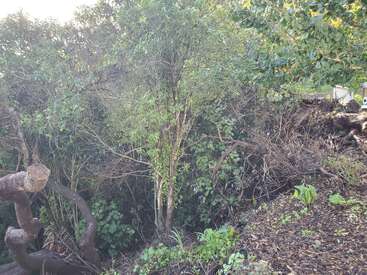 Dieses Bild zeigt eine dichte Vegetation aus grünen Sträuchern und Bäumen mit üppigem Laub und holzigen Ästen. Sonnenlicht fällt durch die Blätter. Man sieht einige Bodenpflanzen und abgeschnittene Baumstämme.