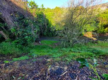 Das Bild zeigt eine üppige, grüne Landschaft mit dichtem Laubwerk, einem kleinen Baum und einem schmalen Feldweg oder Bach, der sich durch die Mitte schlängelt. Das Sonnenlicht lässt das Laub leuchten.