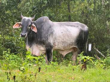 A large black and white cow stands in the rain, surrounded by lush green vegetation and trees, appearing calm and peaceful in a natural setting.
