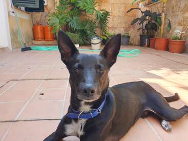 Un perro negro con collar azul se relaja en un patio embaldosado, rodeado de plantas en macetas, una manguera verde y bombonas de gas naranjas al fondo.