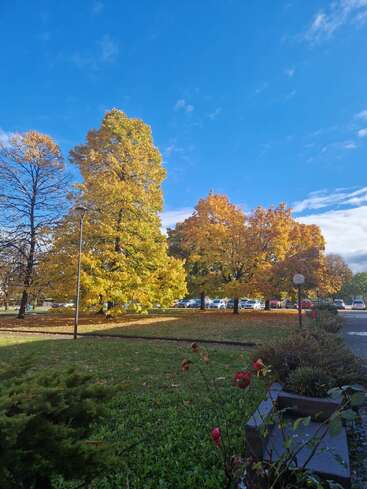 Des arbres aux couleurs vives de l'automne, aux feuilles jaunes et orange, se dressent dans un parc sous un ciel bleu limpide. Des voitures sont garées à l'arrière-plan, tandis que des fleurs occupent le premier plan.