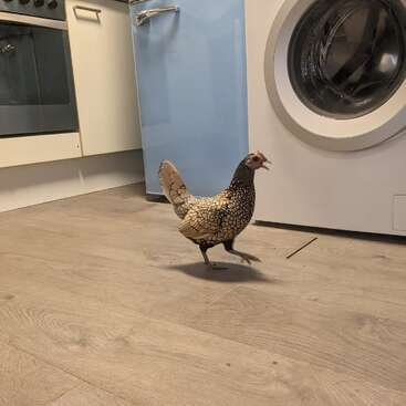 A beautifully patterned chicken walks on a wooden floor inside a modern kitchen, near a washing machine, blue fridge, and oven, creating an unusual indoor scene.