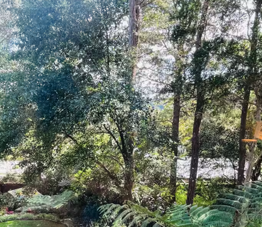 A luz do sol passa por árvores altas e frondosas em uma floresta exuberante. As samambaias crescem densamente no nível do solo, criando uma cena natural pacífica, verde e serena.