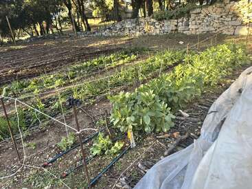 A well-maintained garden with rows of green plants, drip irrigation pipes, netting for support, and a stone wall in the background under tall trees.