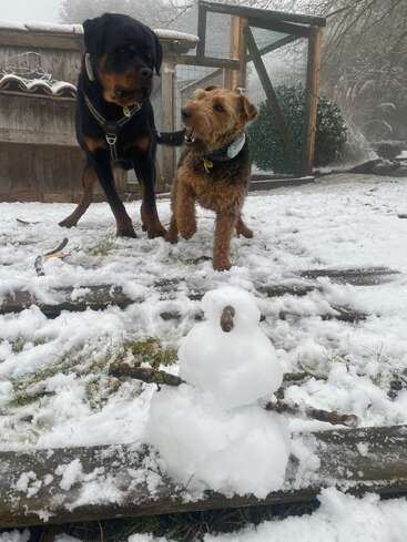 Two playful dogs stand outside in the snow near a fenced area, with a small snowman made of sticks and snow in the foreground. Winter fun!