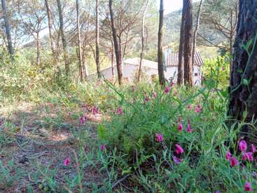 A imagem retrata uma cena de floresta serena com flores rosa vibrantes, árvores e um pequeno edifício branco ao fundo, banhado pela luz do sol.
