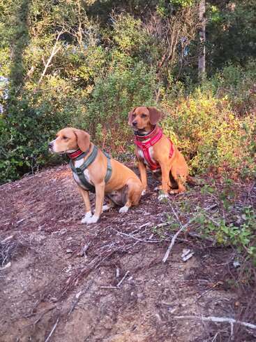 Dois cachorros marrons usando arreios, um verde e outro vermelho, estão sentados em um aterro de terra cercado por vegetação e arbustos em uma floresta ensolarada.