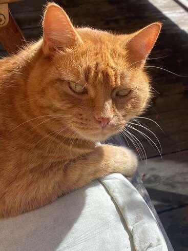 Eine rothaarige Katze faulenzt gemütlich im Sonnenlicht, ihr Fell leuchtet warm. Die Katze blickt direkt in die Kamera und sieht entspannt, aber auch ein wenig neugierig und nachdenklich aus.