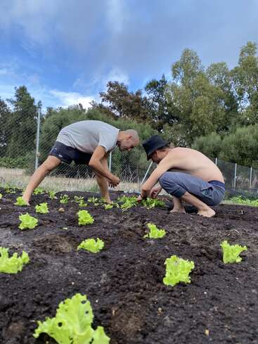 Two people are tending a garden, planting small lettuce seedlings in rich, dark soil on a sunny day, surrounded by trees, with a blue sky above.