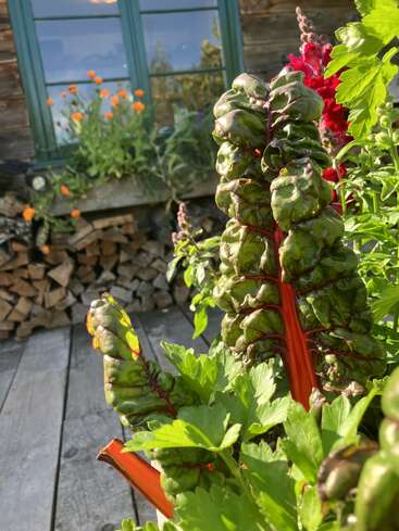 Leuchtend bunter Mangold wächst in einem rustikalen Garten. Ein Stapel Brennholz und orangefarbene Blumen liegen unter einem grünen Fenster, das in Sonnenlicht getaucht ist.