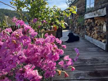 Leuchtend rosafarbene Blumen stehen scharf auf einem Holzdeck. Ein schwarzer Hund liegt im Hintergrund neben gestapeltem Feuerholz. Üppiges Grün umgibt alles.
