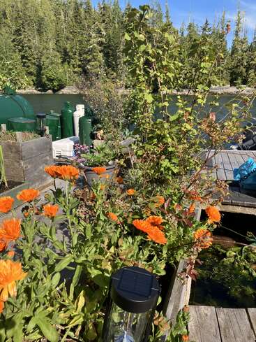 Leuchtend orangefarbene Blumen blühen in einem hölzernen Pflanzgefäß am Wasser, umgeben von Grünpflanzen, Gastanks und Waldbäumen unter einem klaren blauen Himmel.