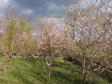Das Bild zeigt einen blühenden Obstgarten mit Bäumen, die mit rosa und weißen Blüten bedeckt sind, darunter grünes Gras und einen dramatischen, wolkenverhangenen Himmel über dem Kopf, der an den Frühling erinnert.