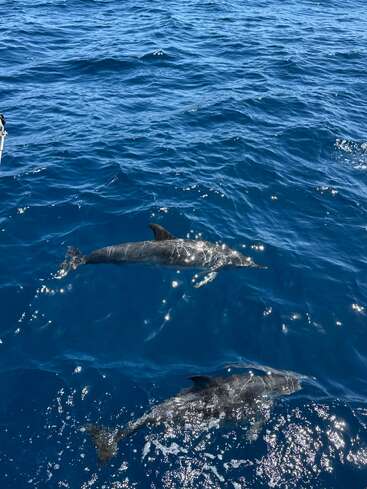 Two dolphins swim gracefully in the deep blue ocean, sunlight reflecting off their sleek bodies and the gentle waves, creating a peaceful, sparkling marine scene.