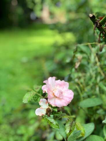Une délicate rose rose pâle s'épanouit au milieu de feuilles vertes, sur un fond d'herbe floue. La fleur semble légèrement abîmée par les intempéries, ce qui ajoute du charme et de la vie à la scène.