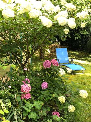 Une scène de jardin paisible avec de la verdure luxuriante, des hortensias blancs et roses en fleurs, des rayons de soleil et une chaise longue bleu vif invitant à la détente dans un cadre tranquille.