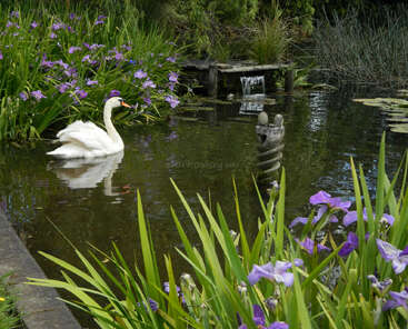 A serene pond features a graceful swan, blooming purple irises, lush green plants, a small cascading waterfall, and a spiral sculpture reflecting in the water.