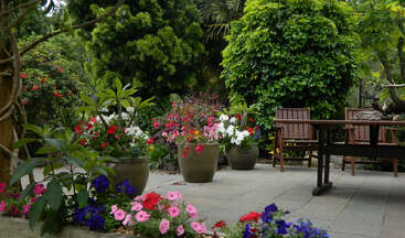 A peaceful garden patio with lush green trees, vibrant flower pots, blooming petunias, and wooden outdoor furniture, creating a serene and inviting outdoor retreat.