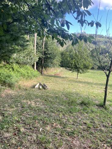 Eine ruhige, grasbewachsene Lichtung mit vereinzelten Bäumen und einer kleinen Feuerstelle in der Mitte. Sonnenlicht fällt durch die Blätter, und im Hintergrund erhebt sich ein bewaldeter Hang.