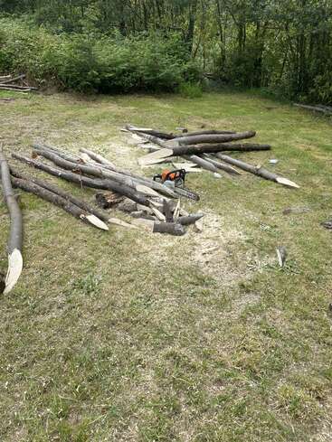 Auf dem grasbewachsenen Boden liegen mehrere Holzscheite mit spitzen Enden und eine Kettensäge verstreut, umgeben von Holzspänen, im Hintergrund sind Bäume und Büsche zu sehen.