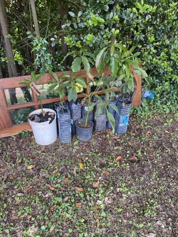Vor einem alten Holzfensterrahmen, unter üppigen Sträuchern in einem Garten, stehen mehrere junge Topfpflanzen, während auf dem Boden Erde und verstreute Blätter liegen.