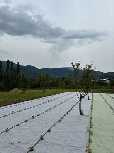 Rows of young plants are covered with protective sheets in a garden, surrounded by trees, with mountains and cloudy skies in the background. Peaceful and natural.