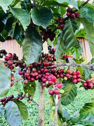 This image shows a coffee plant with lush green leaves and clusters of ripe red coffee cherries growing on its branches, surrounded by greenery outdoors.