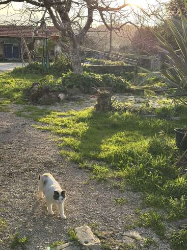 Un chat blanc et noir marche le long d'un chemin de gravier dans un jardin ensoleillé, entouré d'herbe verte, d'arbres, de plantes et d'une maison rustique.