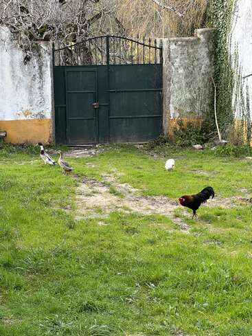 Une porte verte se dresse entre de vieux murs de pierre. Devant, des canards, une poule blanche et un coq noir se promènent sur une pelouse d'un vert éclatant, créant une scène paisible.