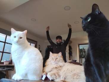 Three cats—a white, orange, and black one—sit in the foreground, while a smiling person stands behind them indoors with arms joyfully raised. Cozy atmosphere.