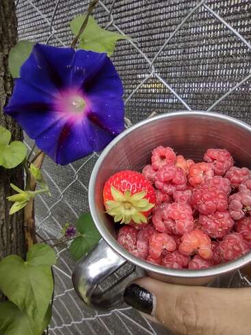 A hand holding a metal cup filled with fresh raspberries and a single strawberry beside a vibrant purple morning glory flower, with a chain-link fence background.