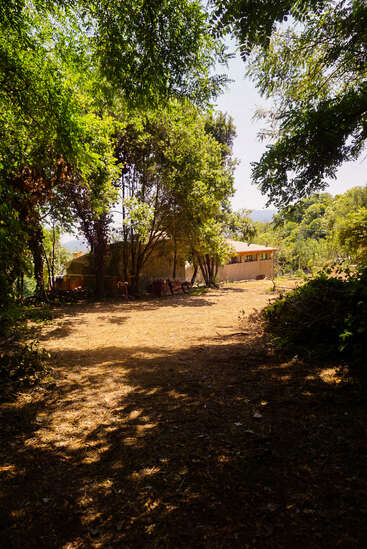 Sunlight filters through dense green trees, illuminating a dirt clearing. In the background, rustic houses sit surrounded by nature, creating a peaceful, rural, and tranquil atmosphere.
