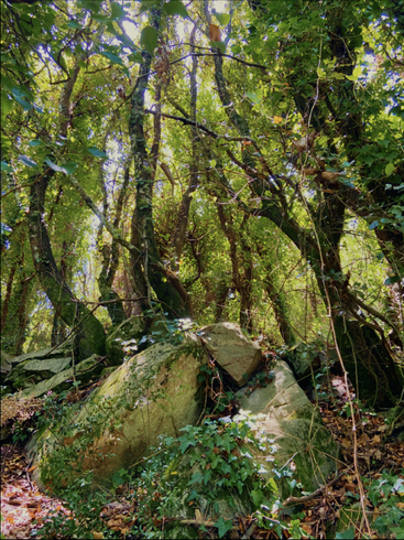 Sunlight filters through dense green leaves, illuminating mossy rocks and tangled vines in a lush, overgrown forest scene, creating a tranquil, wild, and enchanting atmosphere.