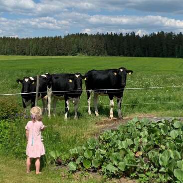 A young girl in a pink dress stands near a wire fence, gazing at three black-and-white cows in a lush green field on a sunny day.
