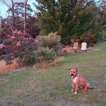 Un chien brun est assis sur de l'herbe verte près de buissons et d'arbres à fleurs roses. À l'arrière-plan, on aperçoit deux ruches blanches et une forêt dense.