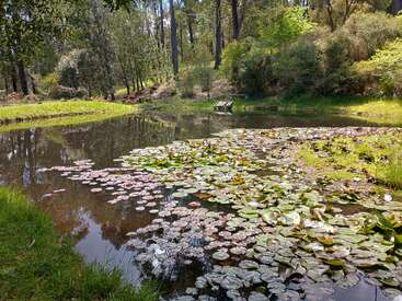 A peaceful pond filled with lily pads sits surrounded by lush green grass and tall trees, reflecting sunlight and creating a tranquil, natural atmosphere in the forest.